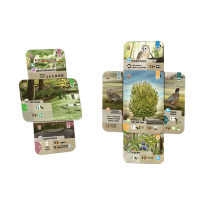 Forest Shuffle - Dartmoor